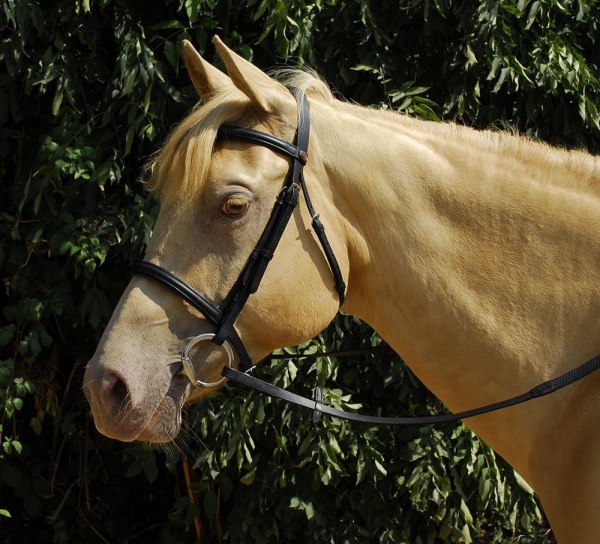 Windsor Leather Bridle With Cavesson Noseband