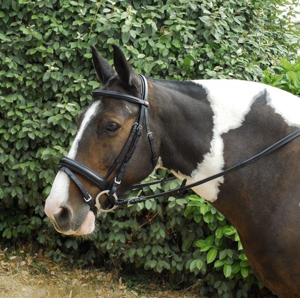 Windsor Leather Comfort Bridle With Crank Style Flash Noseband