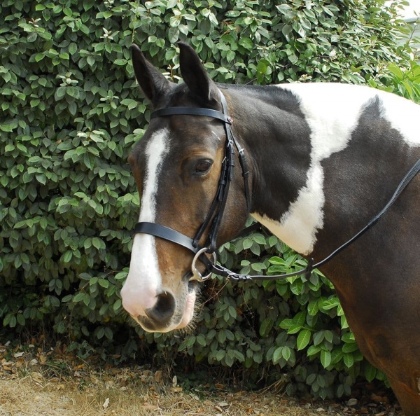 Windsor Leather Hunter Bridle With Wide Cavesson Noseband